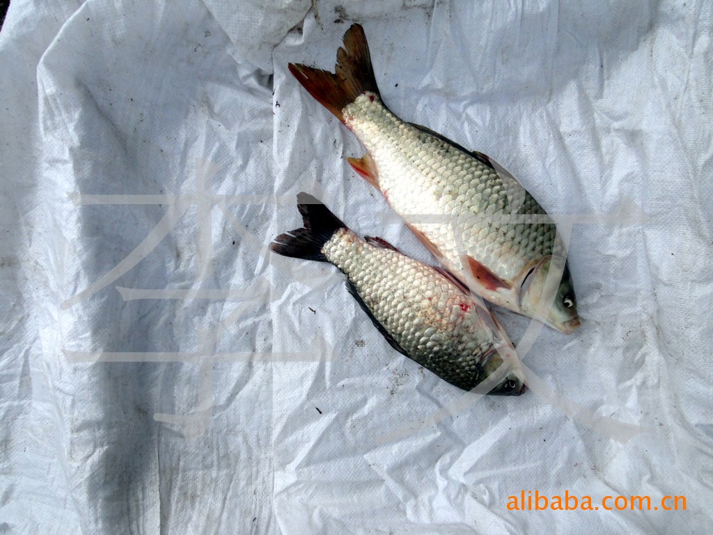 l岭南贡鱼(肉味鲜甜甘美)