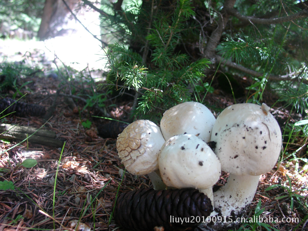 天山野蘑菇,干果批发,产自新疆哈密巴里坤天然森林图片_5