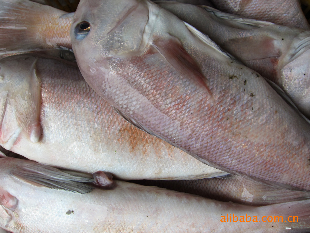 我公司长期大量加工海鳗片,美鳐片,孔鳐片,黄舒鱼,安康鱼,马头鱼片