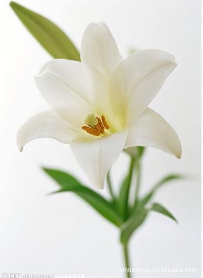 样品精美·图片,厂家直供工艺花 塑胶花 丝花 样品精美·图片大全