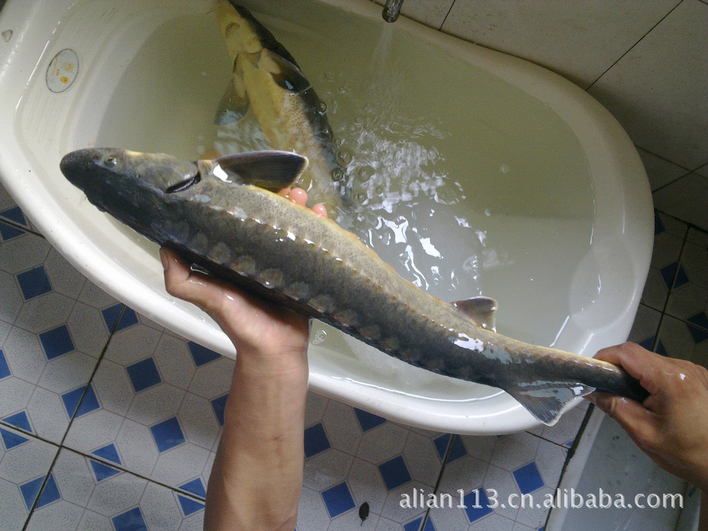 杂交鲟鱼(各种品种规格)