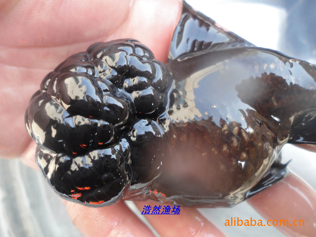 睢宁：淡水鱼养殖的新希望