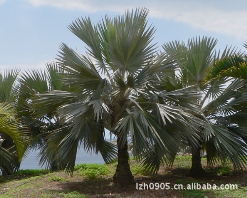 (移植苗) 【霸王棕】 常绿植物_棕榈类植物_列表网