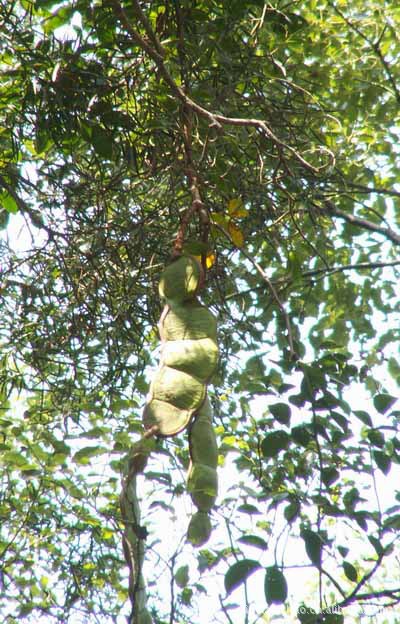 畅销地摊货赶庙会货新产品上市罗汉豆平安豆龙豆