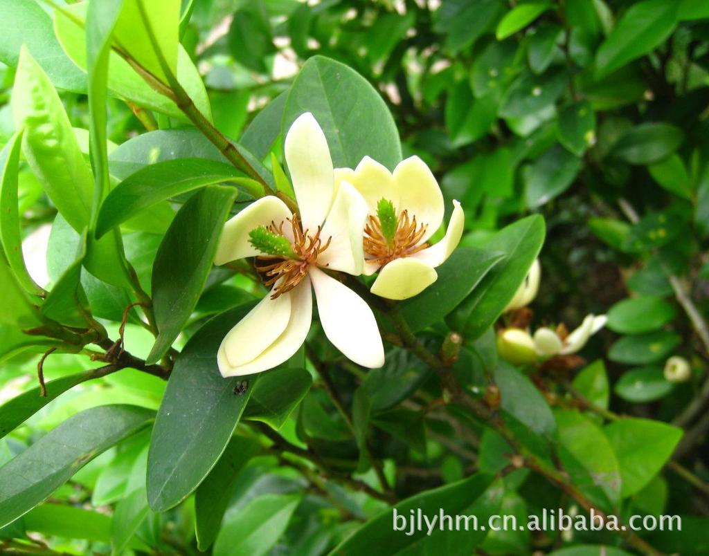 低价供应冠幅30--180公分优质湖南含笑球