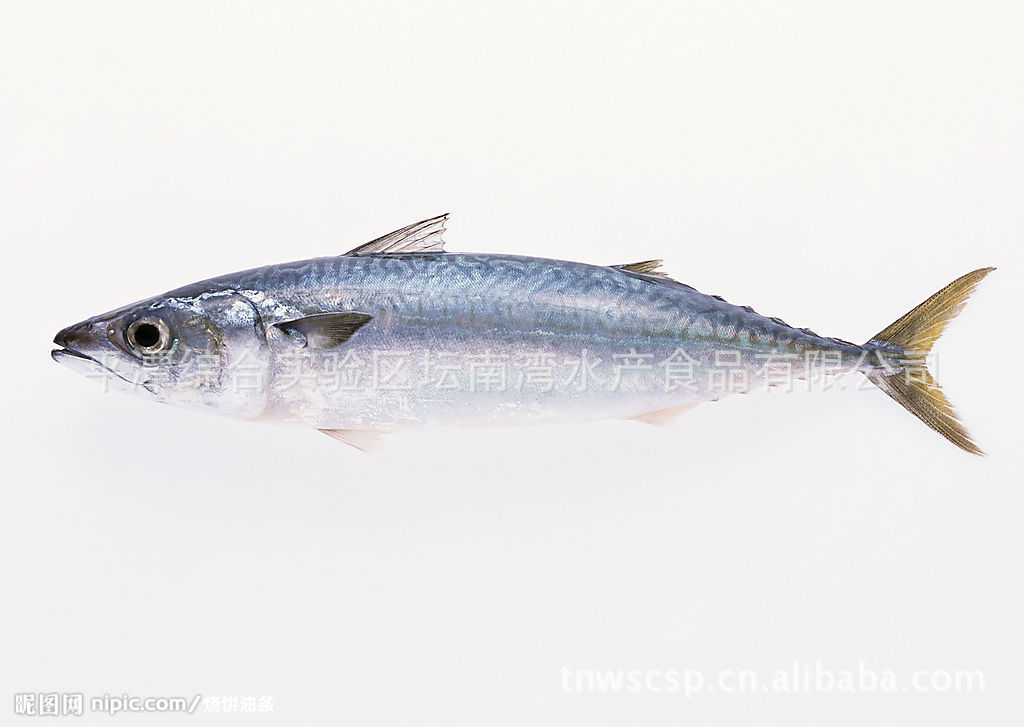 新鲜海鲜水产品花鳀质优价廉