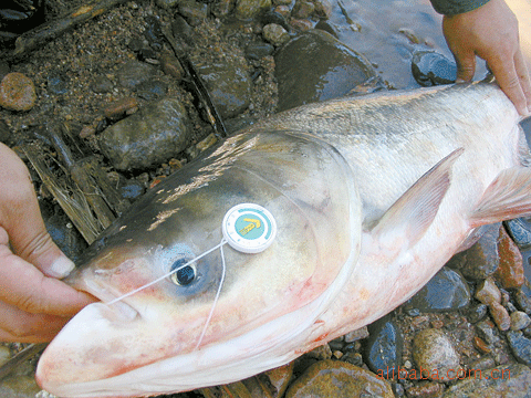 大量供應淡水養殖 鱅魚(胖頭魚) 活魚