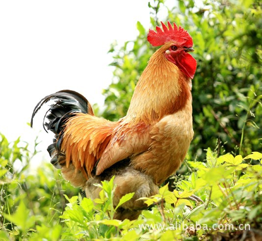 「鸡」固始鸡 固始土鸡 固始土鸡苗 土鸡蛋-河南盛大禽业-马可波罗网