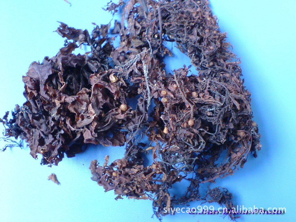 供应植物提取物 海藻提取物