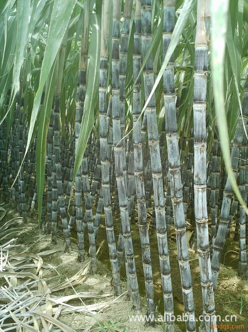 甘蔗 水果甘蔗 甘蔗 黑甘蔗 黑皮甘蔗 厂家批发云南散装片红糖 古方土