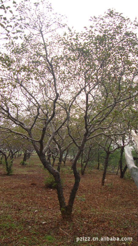 造型山楂树,山楂树图片_4