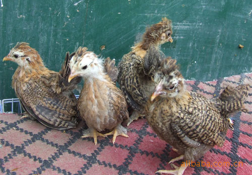 鸡苗**:系列40余品种[元宝 翻毛 绣球 矮脚 塞拉玛 .