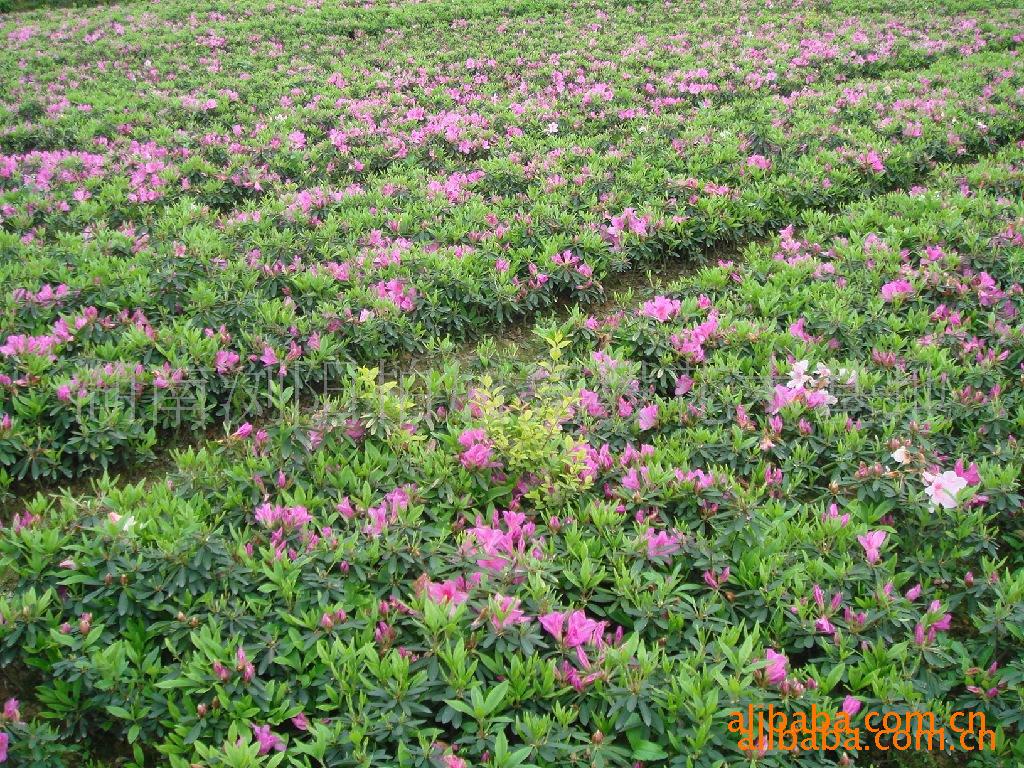 花卉苗圃取名大全(花卉苗圃取名大全四個字)