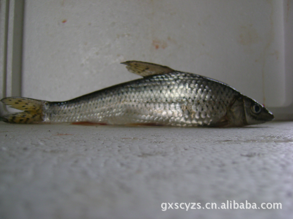 淡水花骨魚(雞冠郎) 水產養殖 花骨魚 太湖