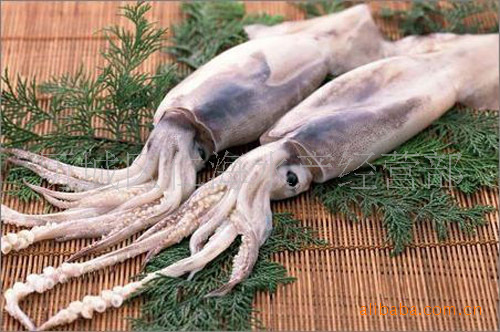 供应海鲜冷冻水产品批发鱿鱼 黄海野生鱿鱼