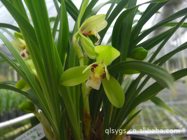 批發優質漂亮的綠翡翠蘭花.室內植物.園林綠化