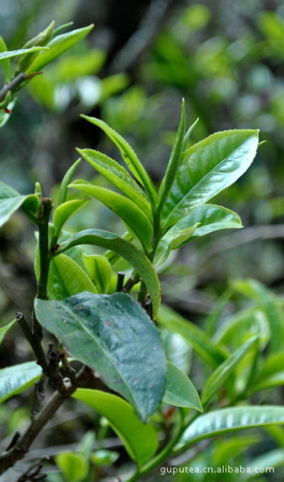 古树冰岛普洱茶,普洱茶生】价格,批发,供应商厂家 - 云南古濮茶叶有限