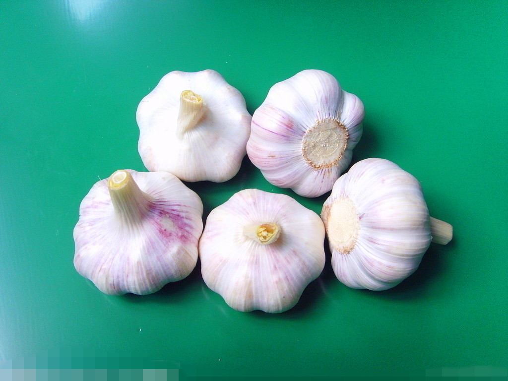 出口级普白大蒜 金乡大蒜