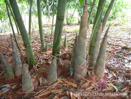 广西竹子品种及产地图片
