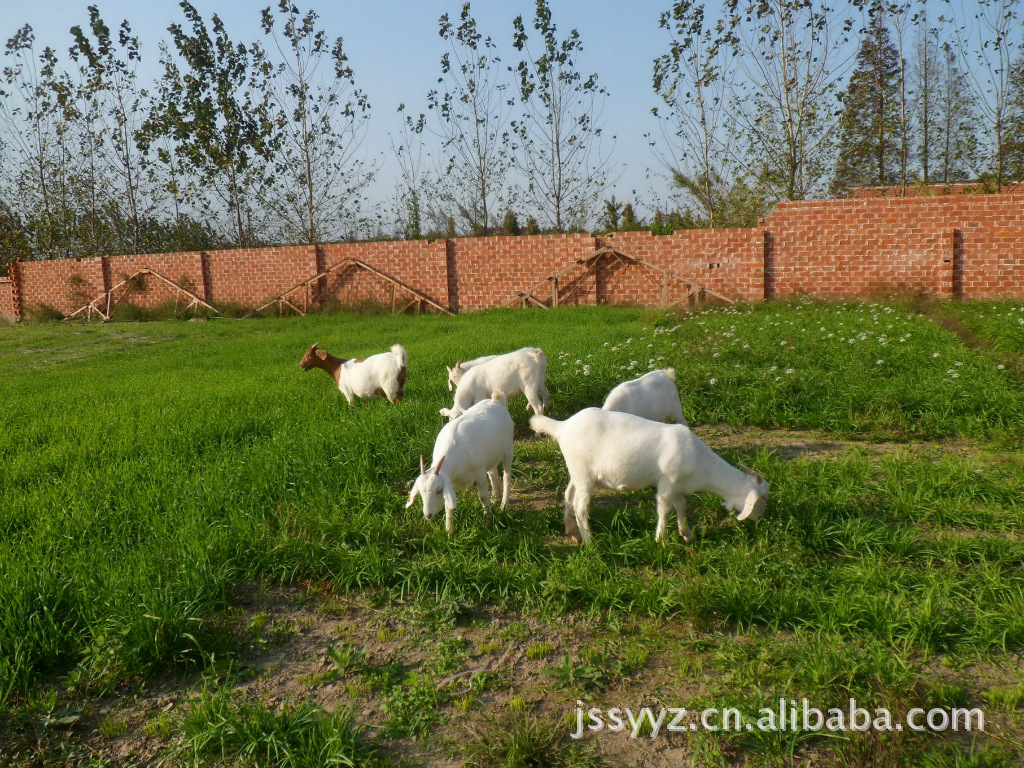 羊-供应波尔山羊羊羔 波尔山羊种羊-羊尽在阿里巴巴-东台市唐笠山羊