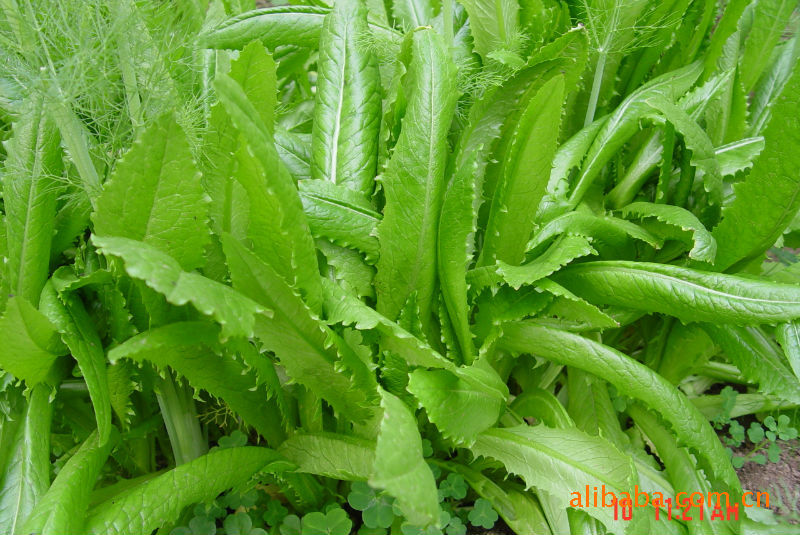 这是油麦菜?还是意大利散叶生菜?