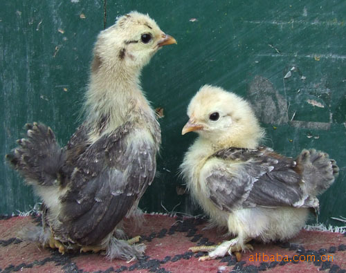 鸡苗**:系列40余品种[元宝 翻毛 绣球 矮脚 塞拉玛 .