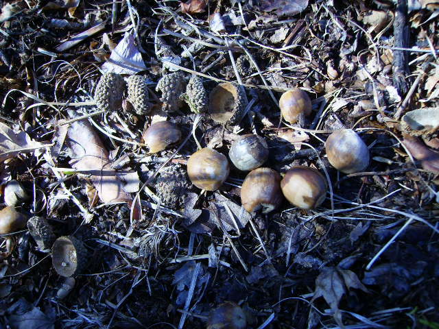 橡子,柞树橡子,秋天我有大货