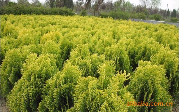 供应洒金柏小苗/洒金柏球/40-80洒金柏