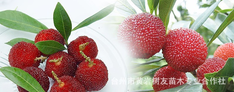 浙江东魁杨梅苗木基地