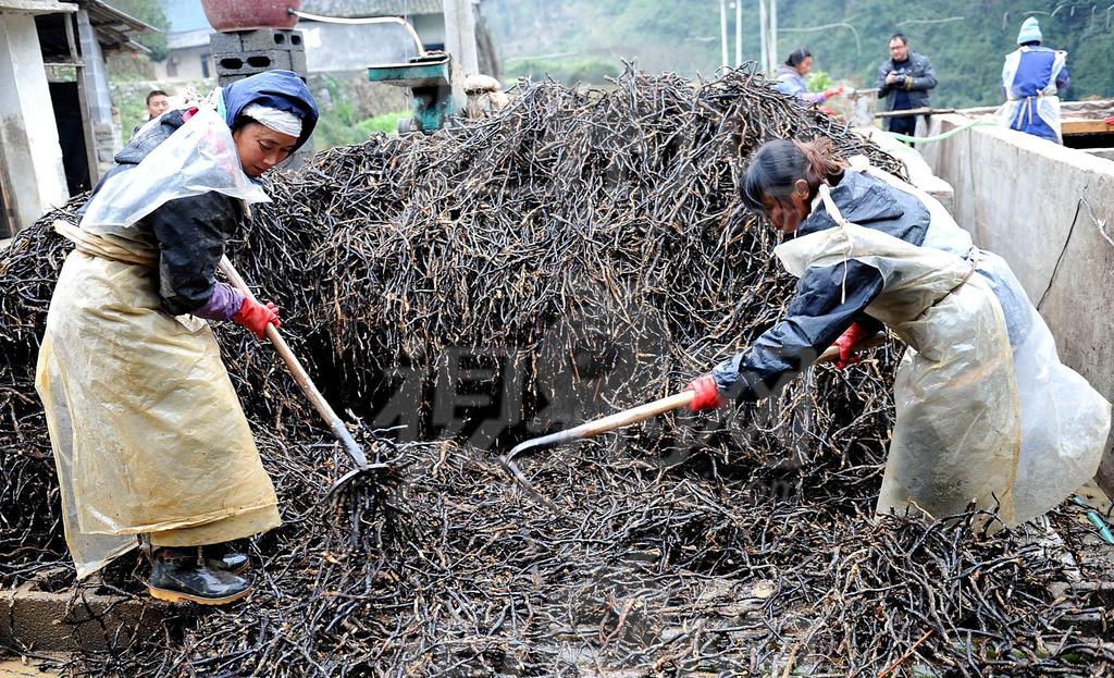 贵州供应:蕨菜 野菜 蕨粉 蕨粑 地方特色食品