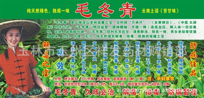 毛冬青批发平顶山市