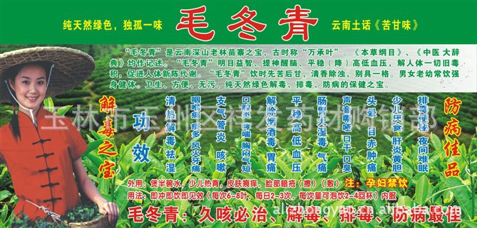 毛冬青批发平顶山市