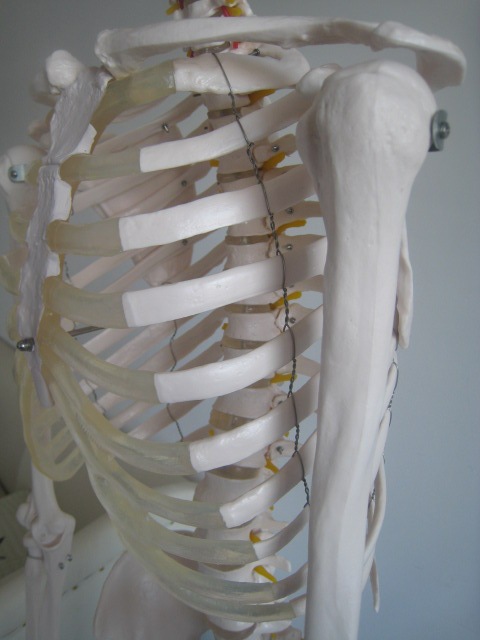 仿真人体骨骼模型170cm|人体骨架模型|骨骼教学模型