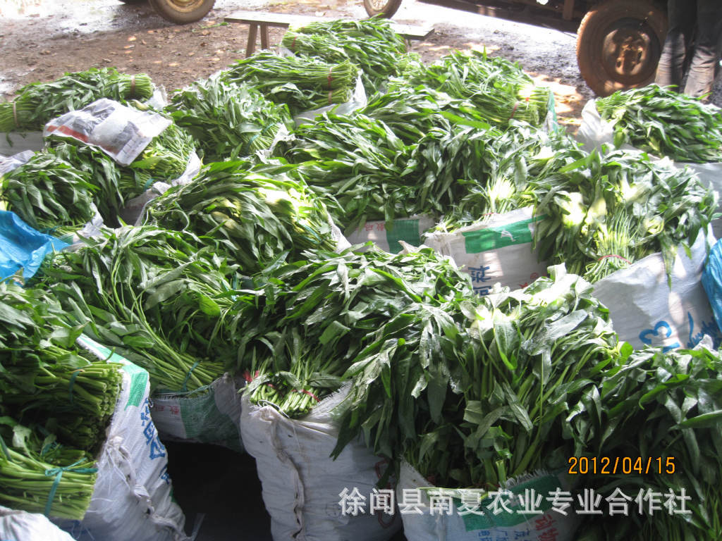 蓊菜.通心菜