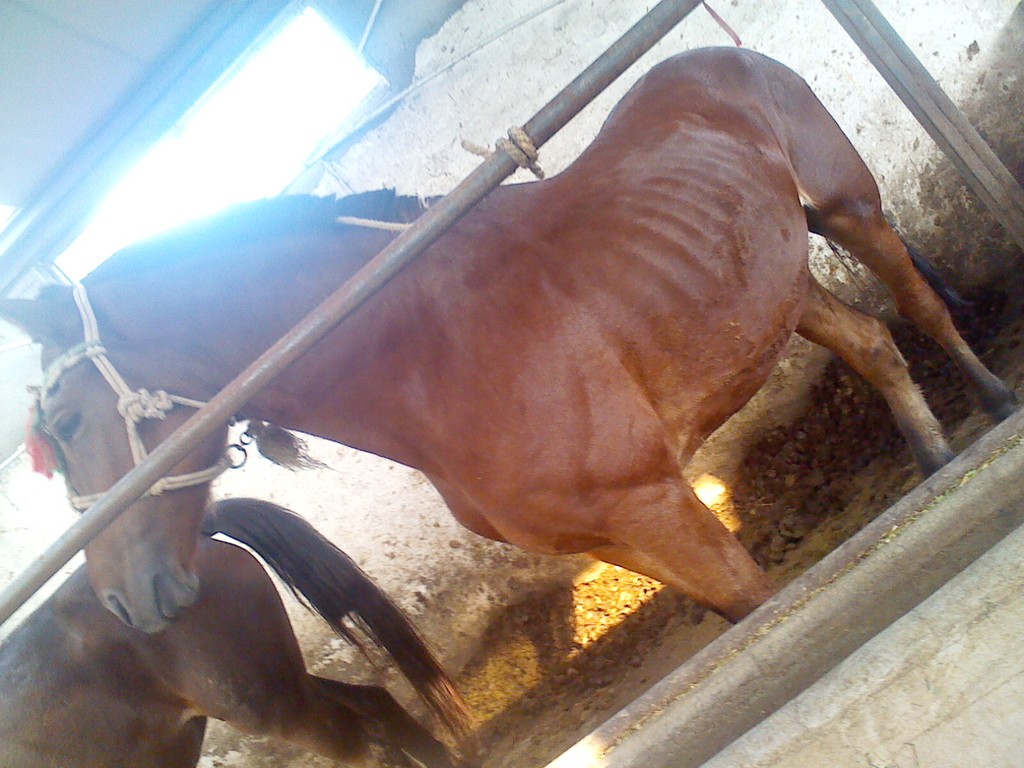 浙江养马场的报价|浙江马的价格