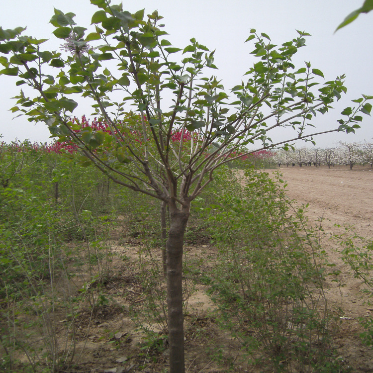 香花槐 香花槐 正宗香花槐树苗