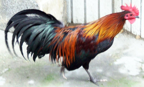 长尾鸡-世界名鸡之首
