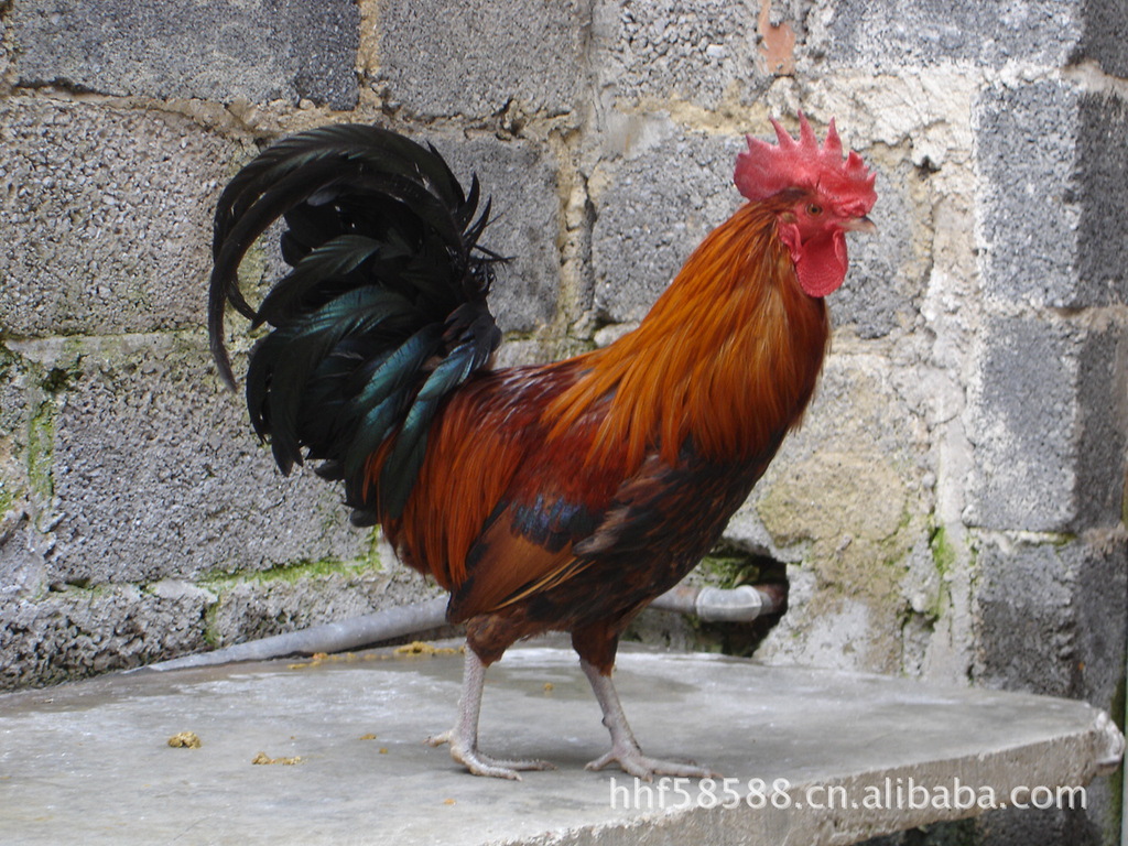 贵州柳源土鸡 公鸡3-4斤/只 超市鸡 商品鸡 大量供应大中城市