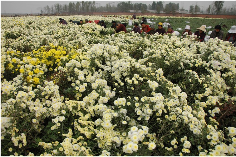 批应/批发怀菊花