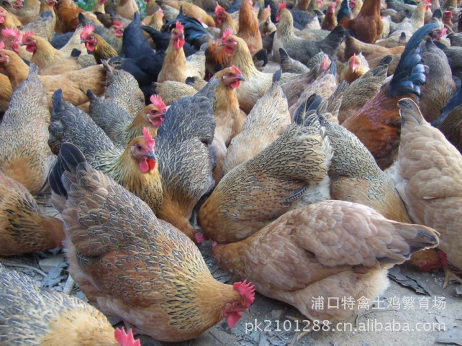 湖南土鸡 土鸡种苗 土鸡苗 细脚土鸡