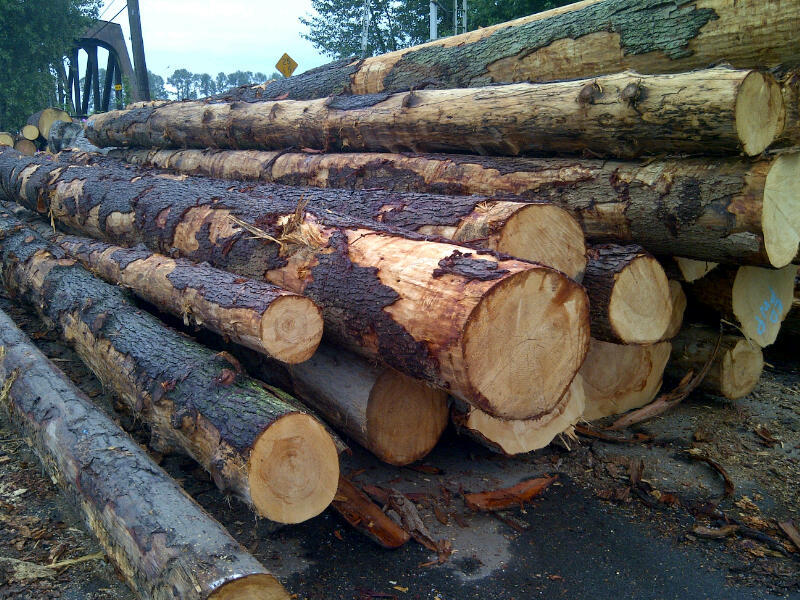 加拿大优质铁杉原木 木板材