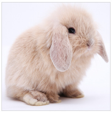 活体宠物兔兔子 淡黄色纯种 迷你垂耳兔兔