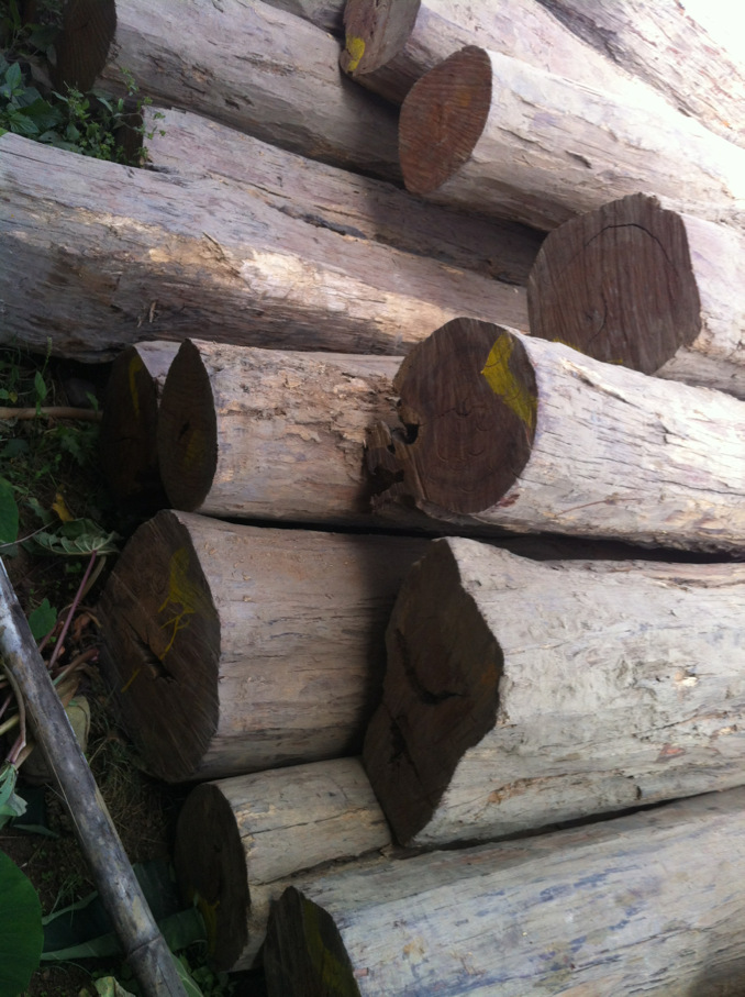 原木-红木(缅甸酸枝木,花枝)-原木尽在阿里巴巴-腾冲县腾越镇紫檀阁