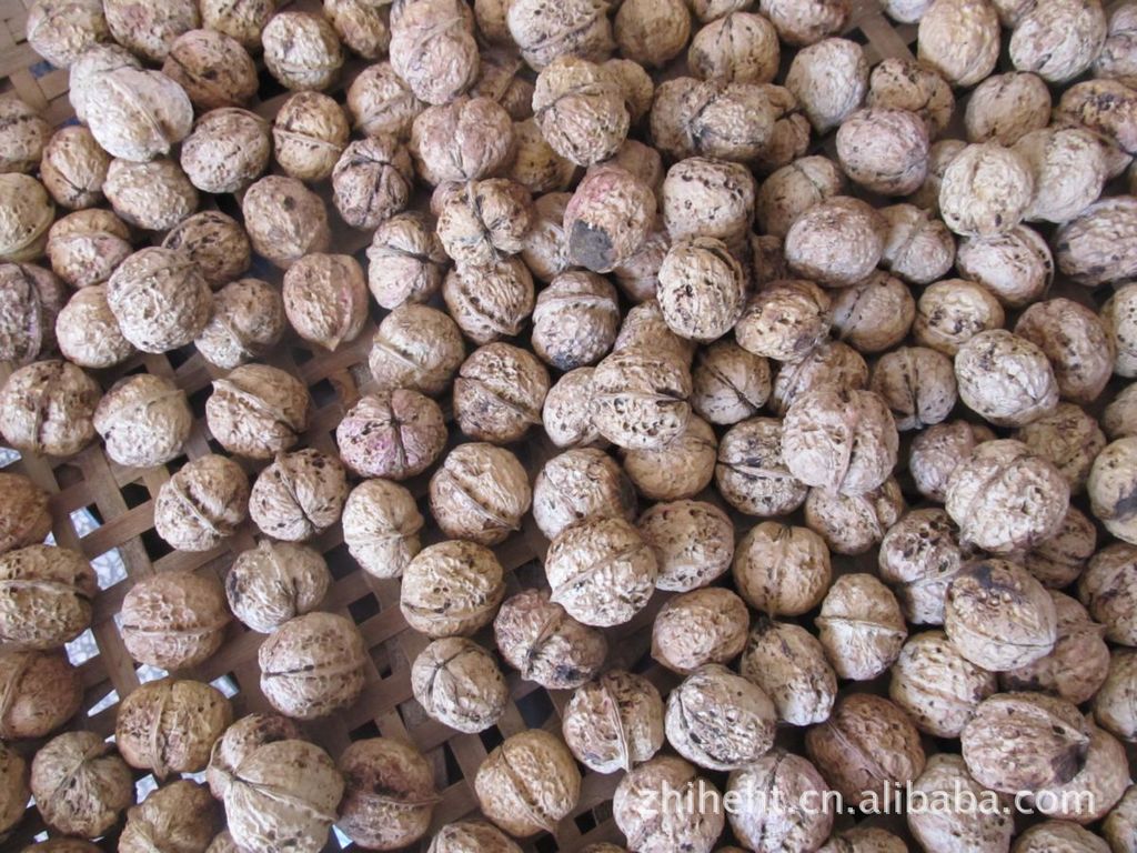 产地供应铁核桃种子 质量上乘 优质批发 价格实在