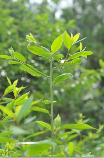 出售:山胡椒苗,山胡椒 18983461287