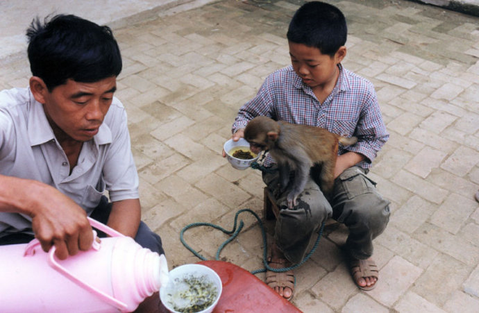 养猴子犯法吗的简单介绍