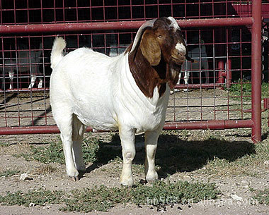 供应波尔山羊,纯种波尔山羊,量大从优!