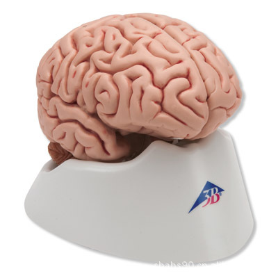 进口经典脑模型5部分人体脑模型头脑模型大脑解剖模型人体解剖模
