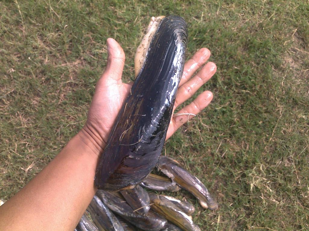 罕见的橄榄蛏蚌