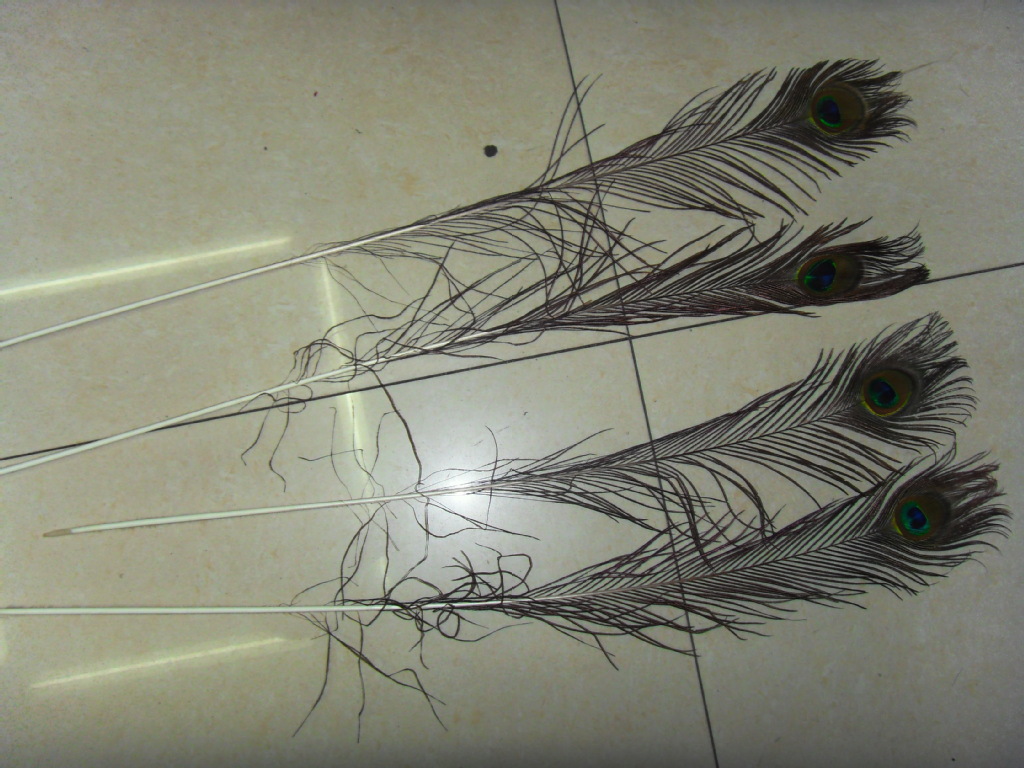 厂家直销 孔雀毛 500支包邮 长度70-80cm .80-90cm 现货